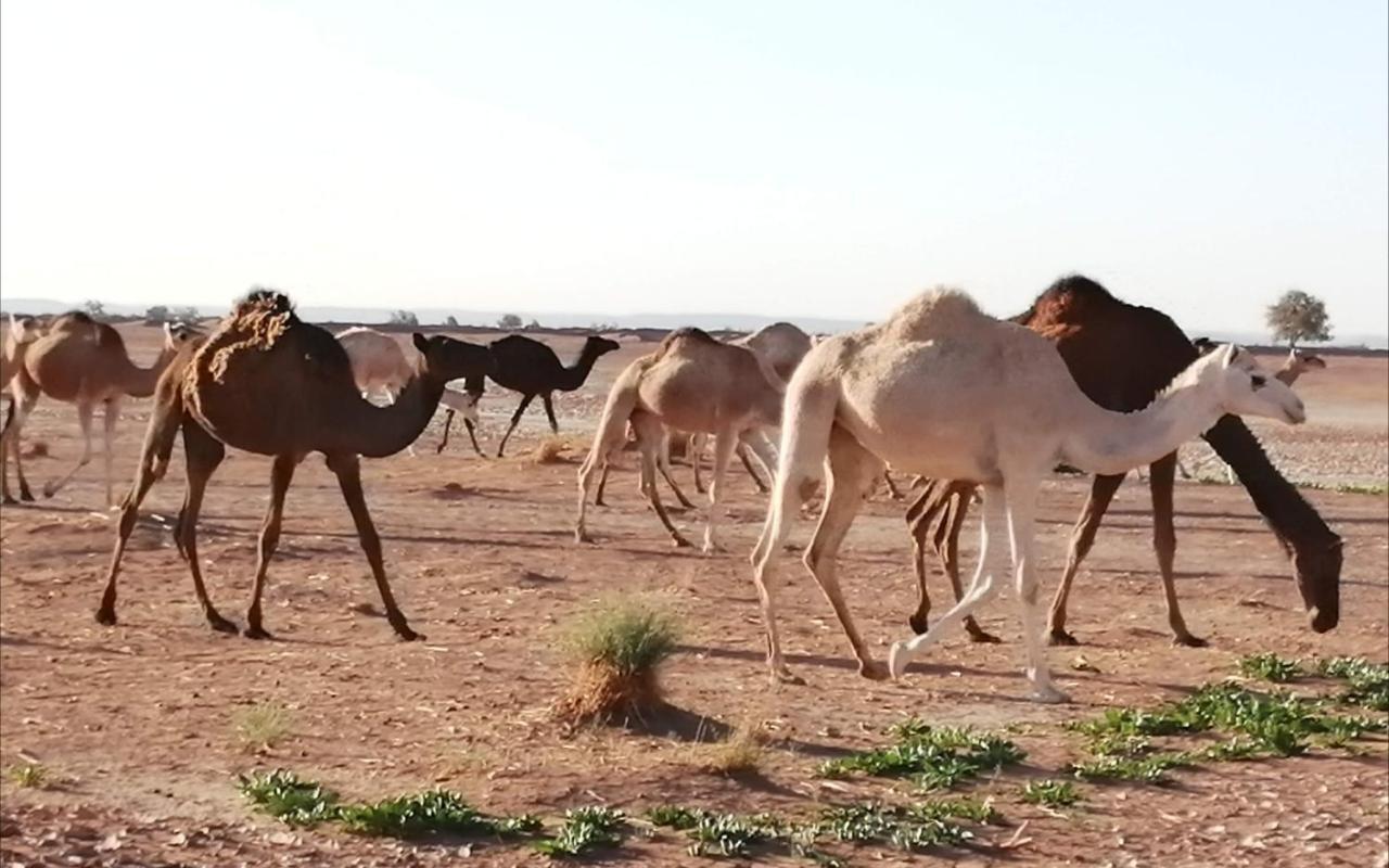 Kasbah Les Alizes Du Desert Мхамід Екстер'єр фото